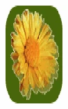 CAMPOS DE LA PAMPA