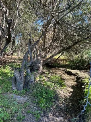 ¡OPORTUNIDAD ÚNICA, RETASADO - CHACRA EN VENTA EN SANTA ROSA DEL VALLE DEL CONLARA, SAN LUIS foto 3
