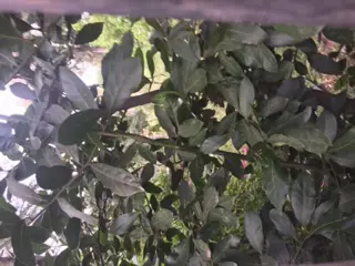 Venta De Lote En Paso Del Rey, Graham Bell La Quebrada foto 3