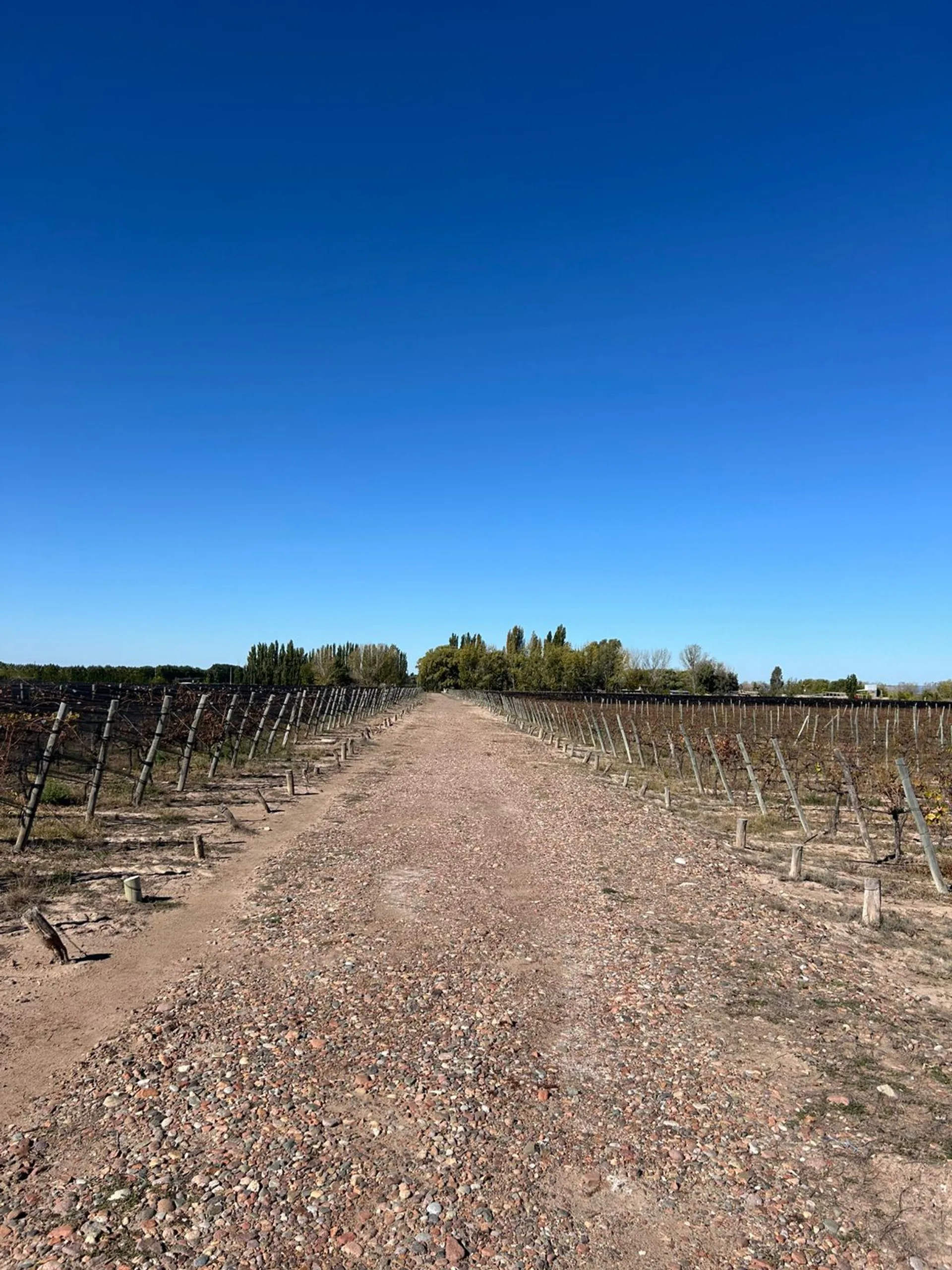 FINCA VITIVINICOLA Excelente oportunidad! foto 3
