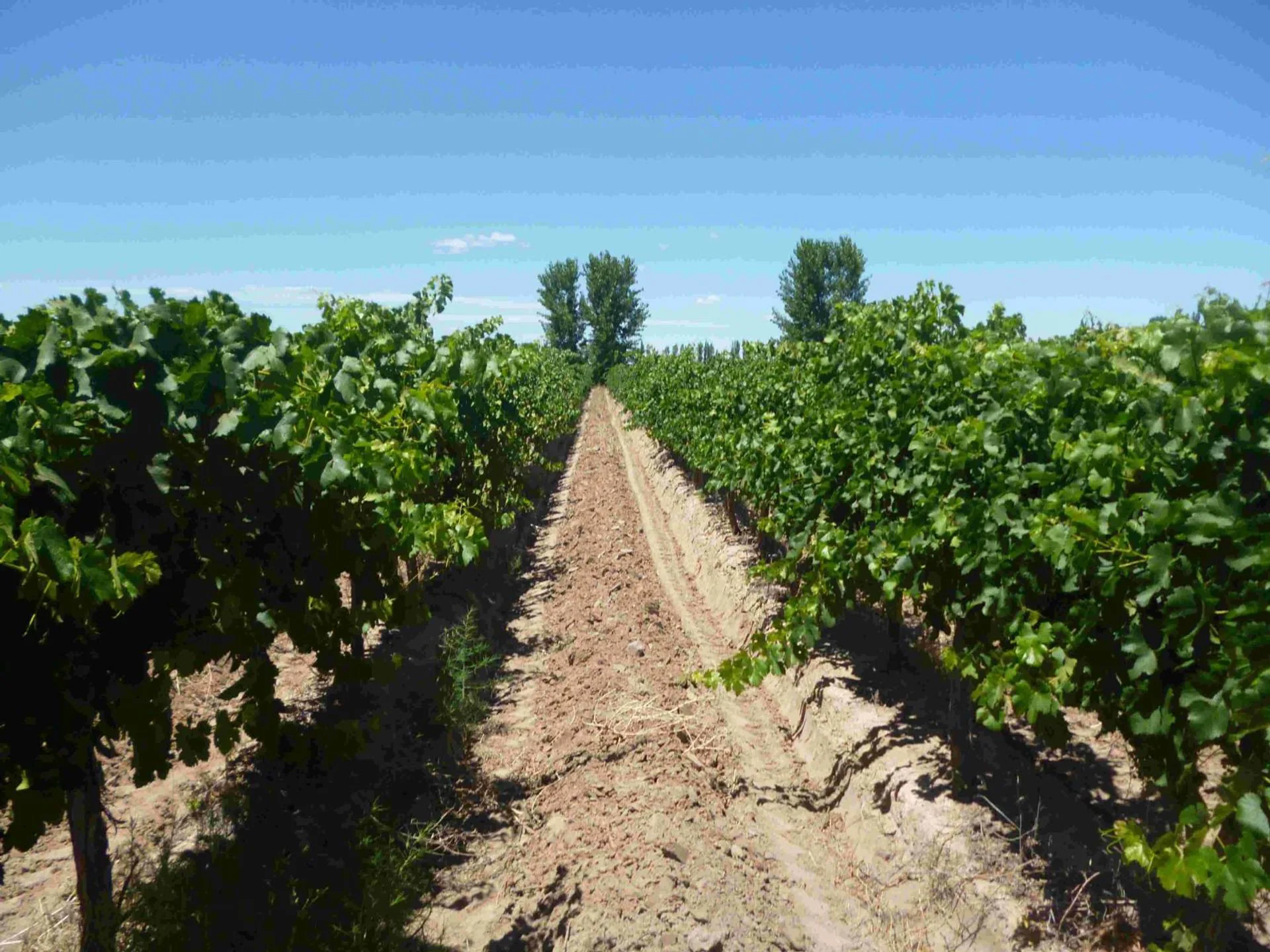 FINCA VITIVINICOLA Excelente oportunidad! foto 4