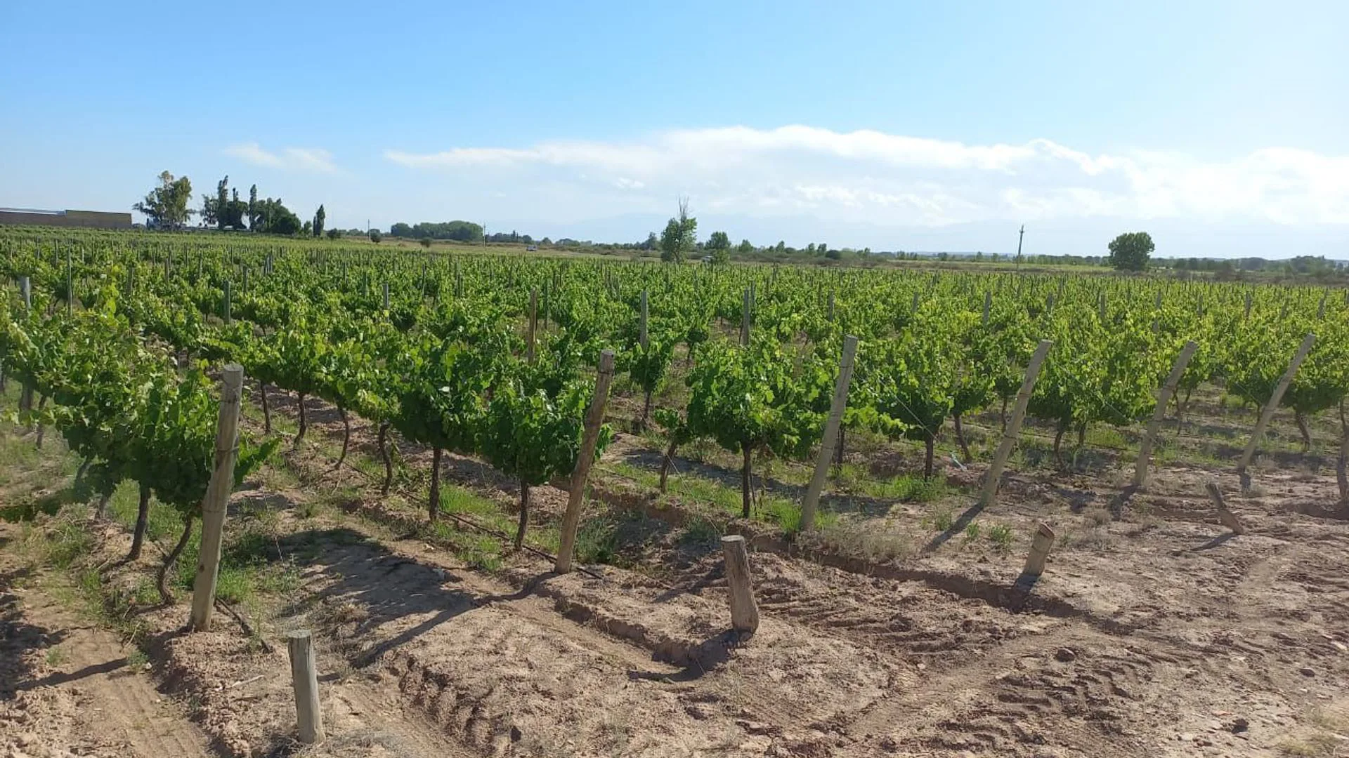 FINCA VITIVINICOLA Excelente oportunidad! foto 5