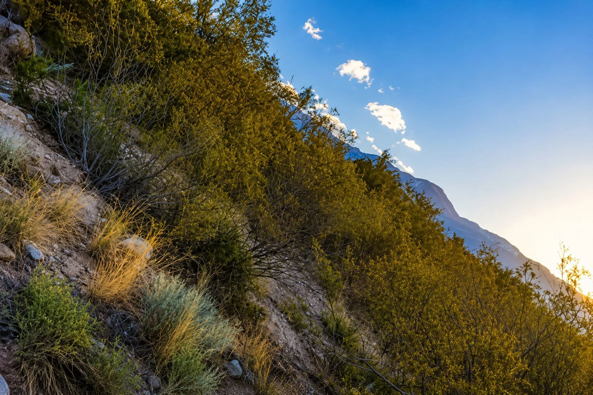 Venta de Terreno en el Pedemonte Lujan de Cuyo foto 5