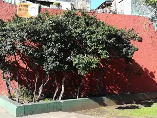 PH 3 AMB Y LOCAL COMERCIAL. foto 4