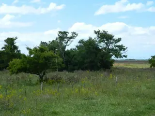 Hermoso Campo en Venta de 65 hectareas. EL VALOR ES POR CADA HECTAREA foto 3