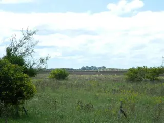 Hermoso Campo en Venta de 65 hectareas. EL VALOR ES POR CADA HECTAREA foto 5