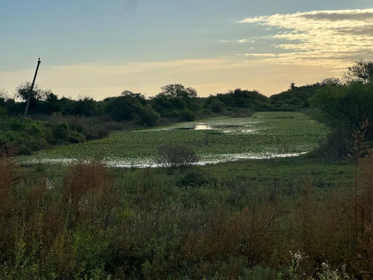 HECTAREAS A METROS DE RUTA 19 KM 4,5 foto 5