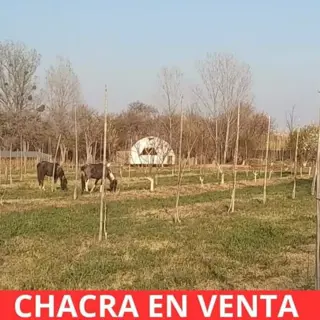 CHACRA EN VENTA EN SANTA ROSA DEL VALLE DEL CONLARA, SAN LUIS foto 3