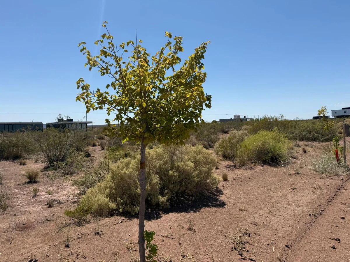 Lote en venta, Chocon Medio, etapa Cañadon foto 5