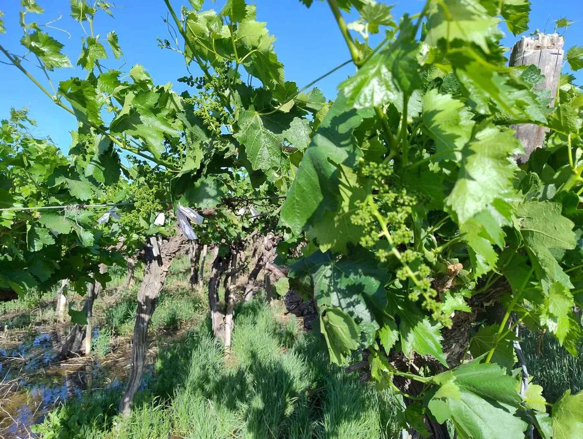 Finca con producción. Uva y Membrillos. 25 de mayo foto 3