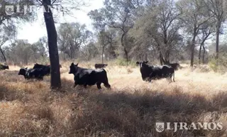 2500 ha ganaderas, con silvopastoril y estructura armada. Taco Pozo, Chaco foto 1