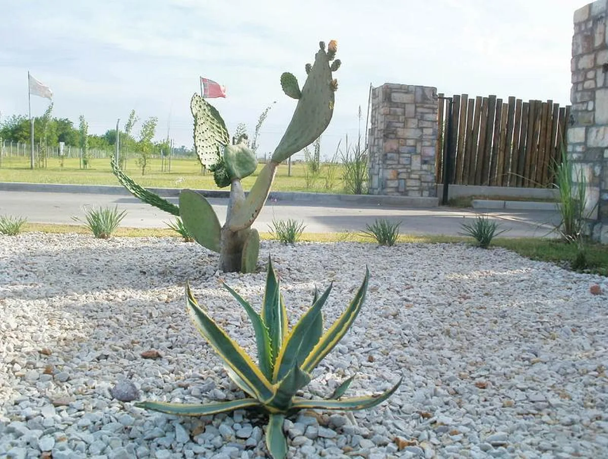 Cruz del Sur - Lote: 100 foto 4