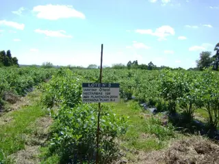 Campo de 4 hectareas en Venta en San José, Colón, Entre Ríos foto 4