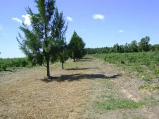 Campo de 4 hectareas en Venta en San José, Colón, Entre Ríos foto 5