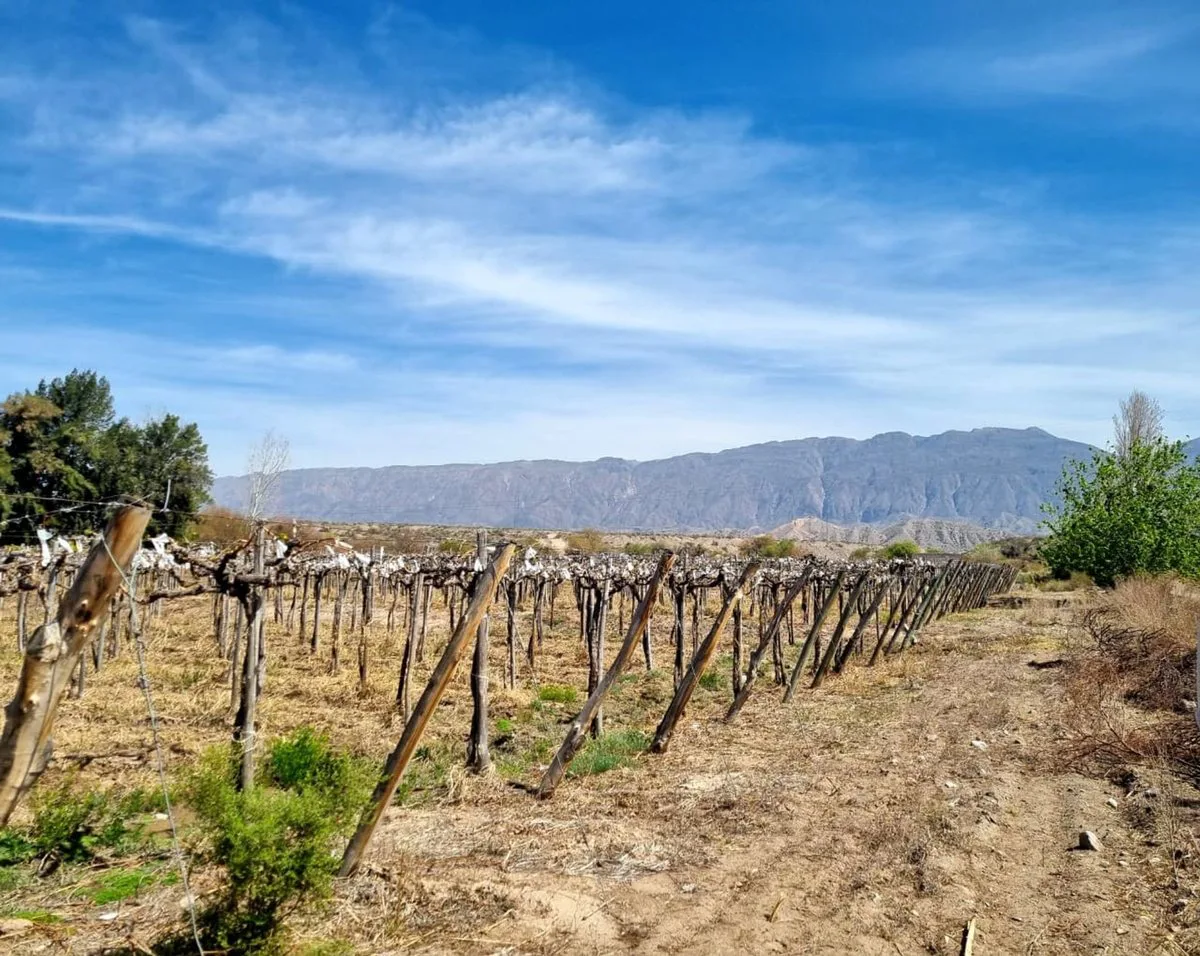 FINCA DE 6.5 HAS EN PRODUCCION EN CARPINTERIA foto 2