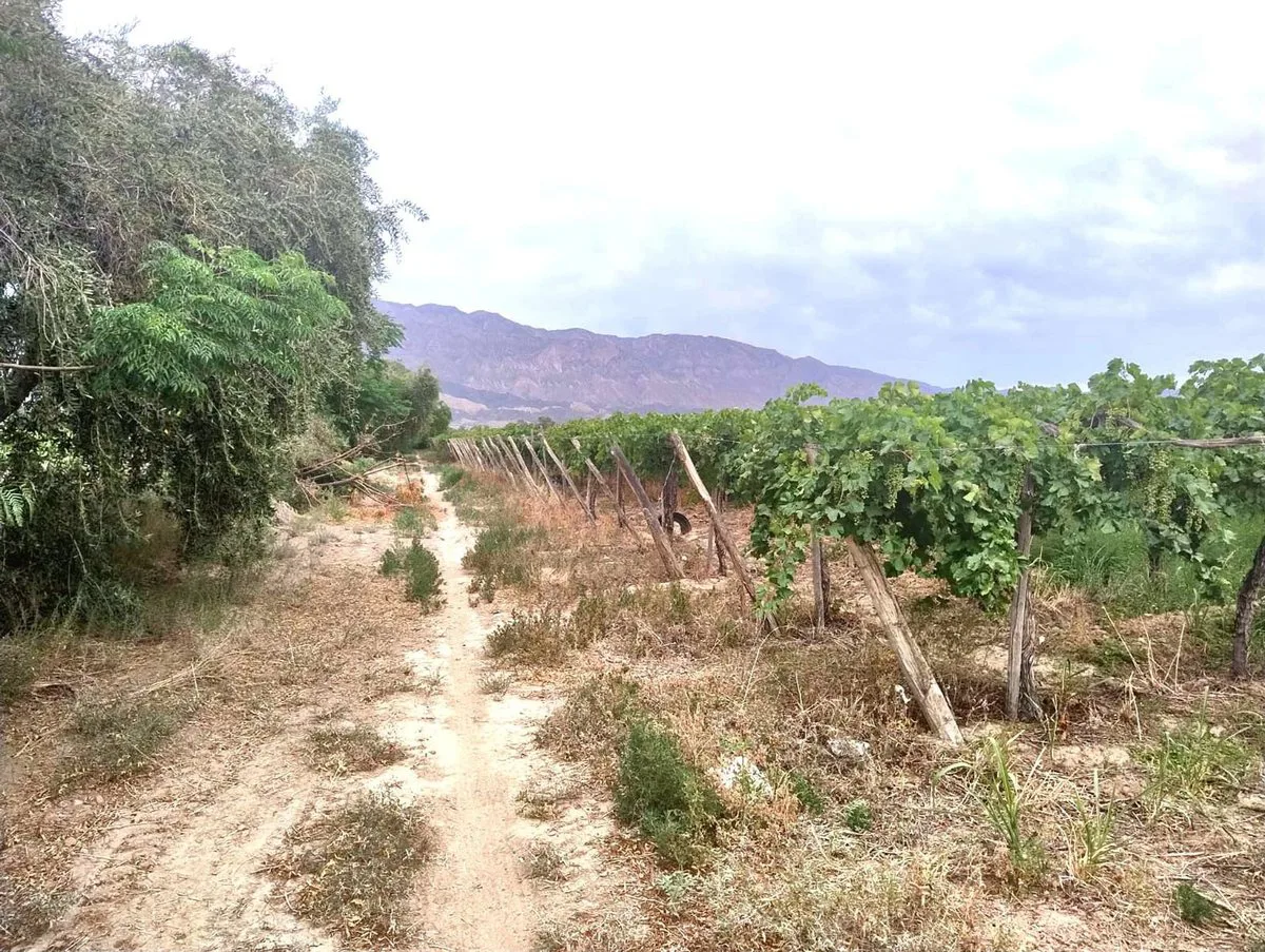 FINCA DE 6.5 HAS EN PRODUCCION EN CARPINTERIA foto 3