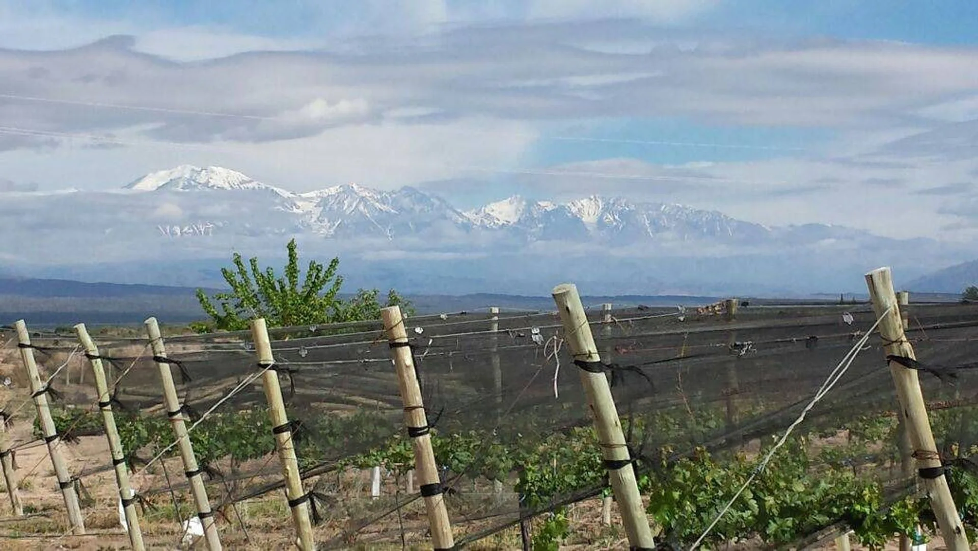 FINCA PRODUCTIVA EN LUJAN DE CUYO foto 3
