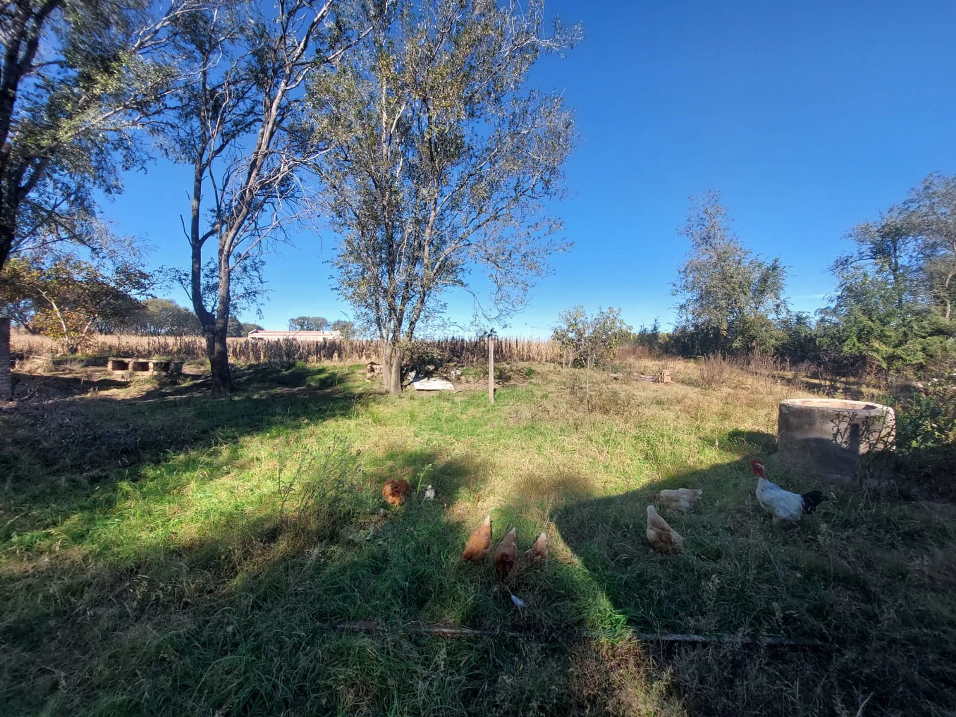VENTA CHACRA 2,5 Ha SOBRE RUTA N°9 ESTANCIA GRANDE foto 5