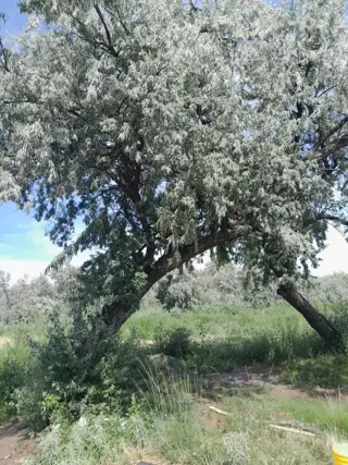 Chacra en zona de Valle Medio foto 4