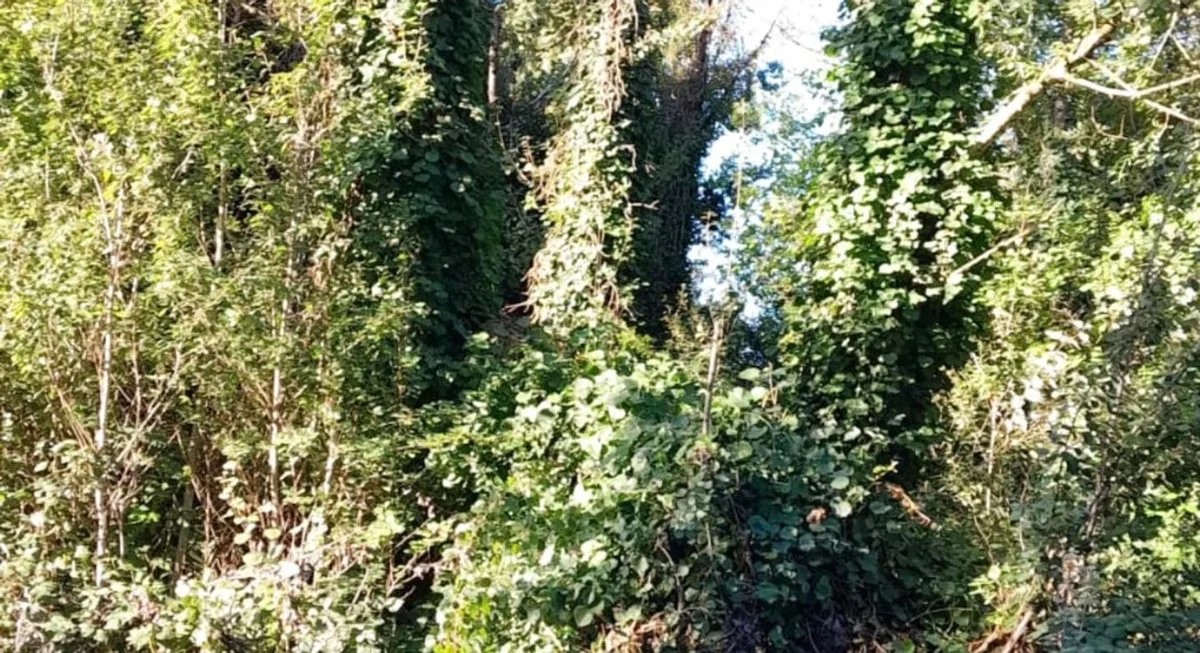 VENTA DE LOTE EN EL TEJADO foto 4