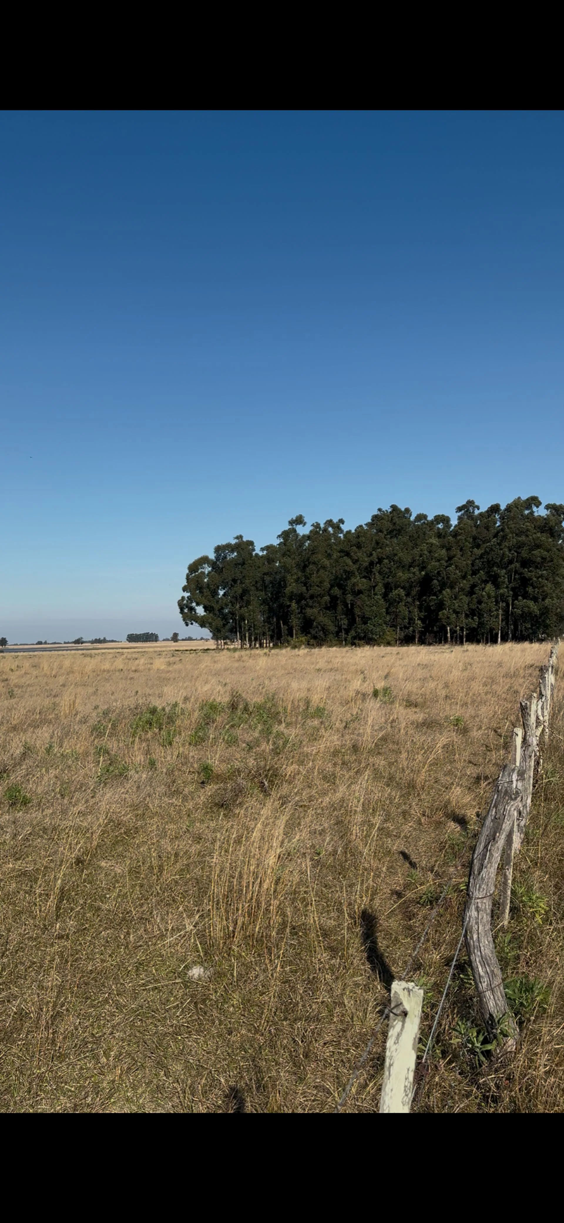 TERRENOS EN VENTA COLONIA CAROLINA