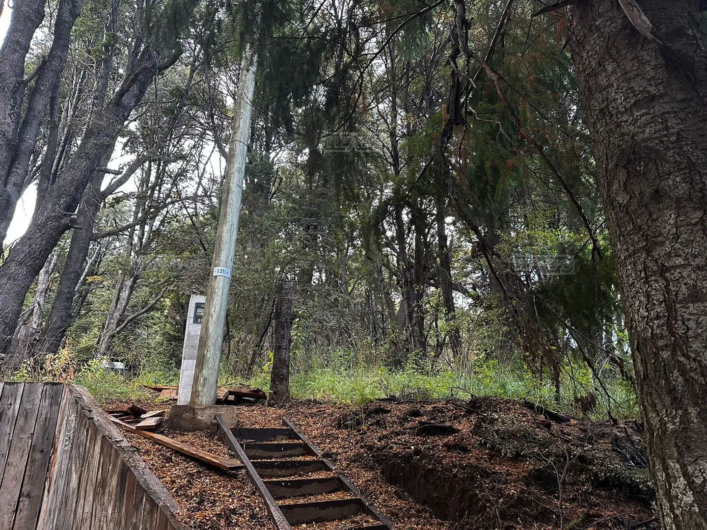 Cachaña foto 5