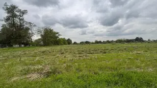 Trebol . foto 2
