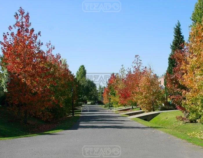 Santa Elisa, Pilar del Este-Ruta 25 y Av Parque en Barrio Santa Elisa al 1100 Lote 220 foto 4