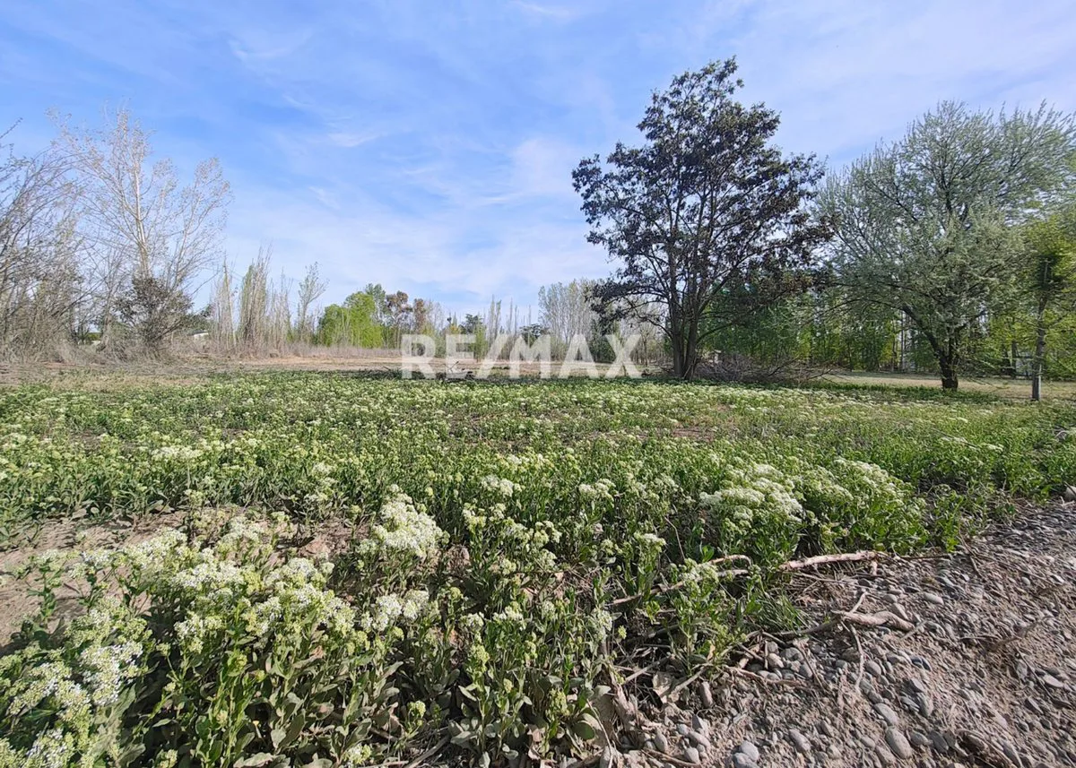 VENTA DE 1/2 HA A 300 MTS DE RUTA 151- CIPOLLETTI foto 2