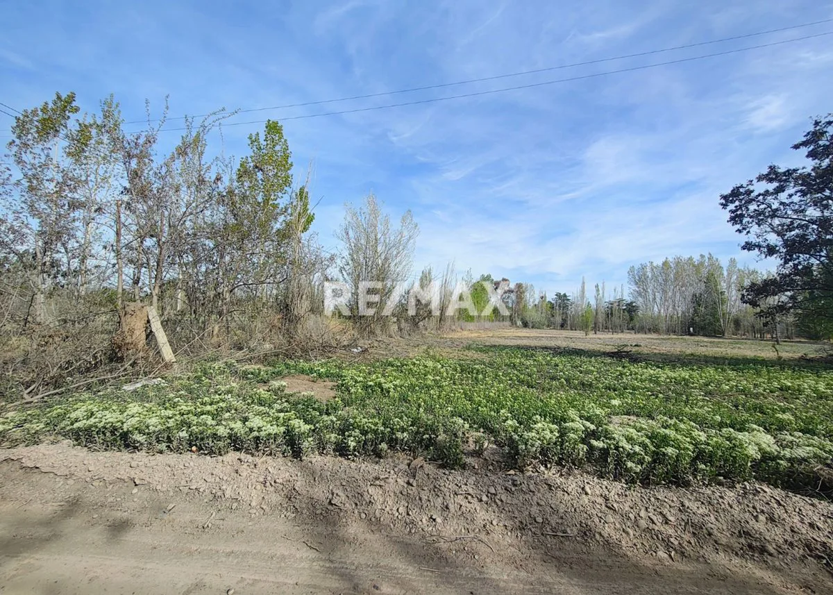 VENTA DE 1/2 HA A 300 MTS DE RUTA 151- CIPOLLETTI foto 3