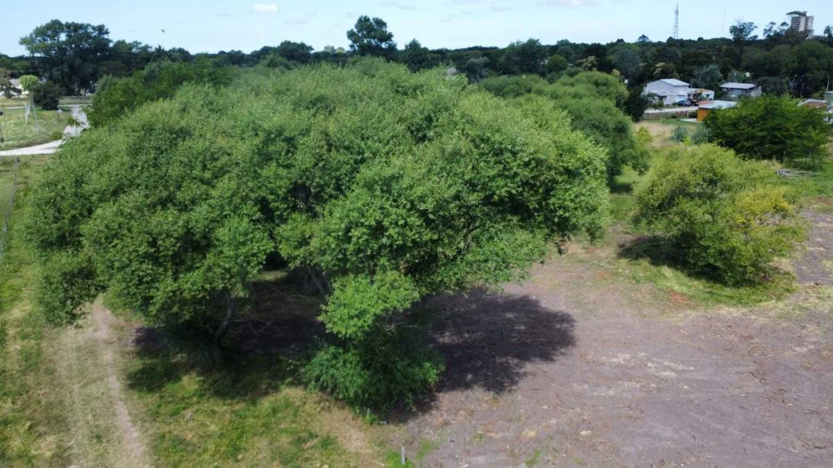 VENTA LOTE EN GENERAL MADARIAGA foto 3