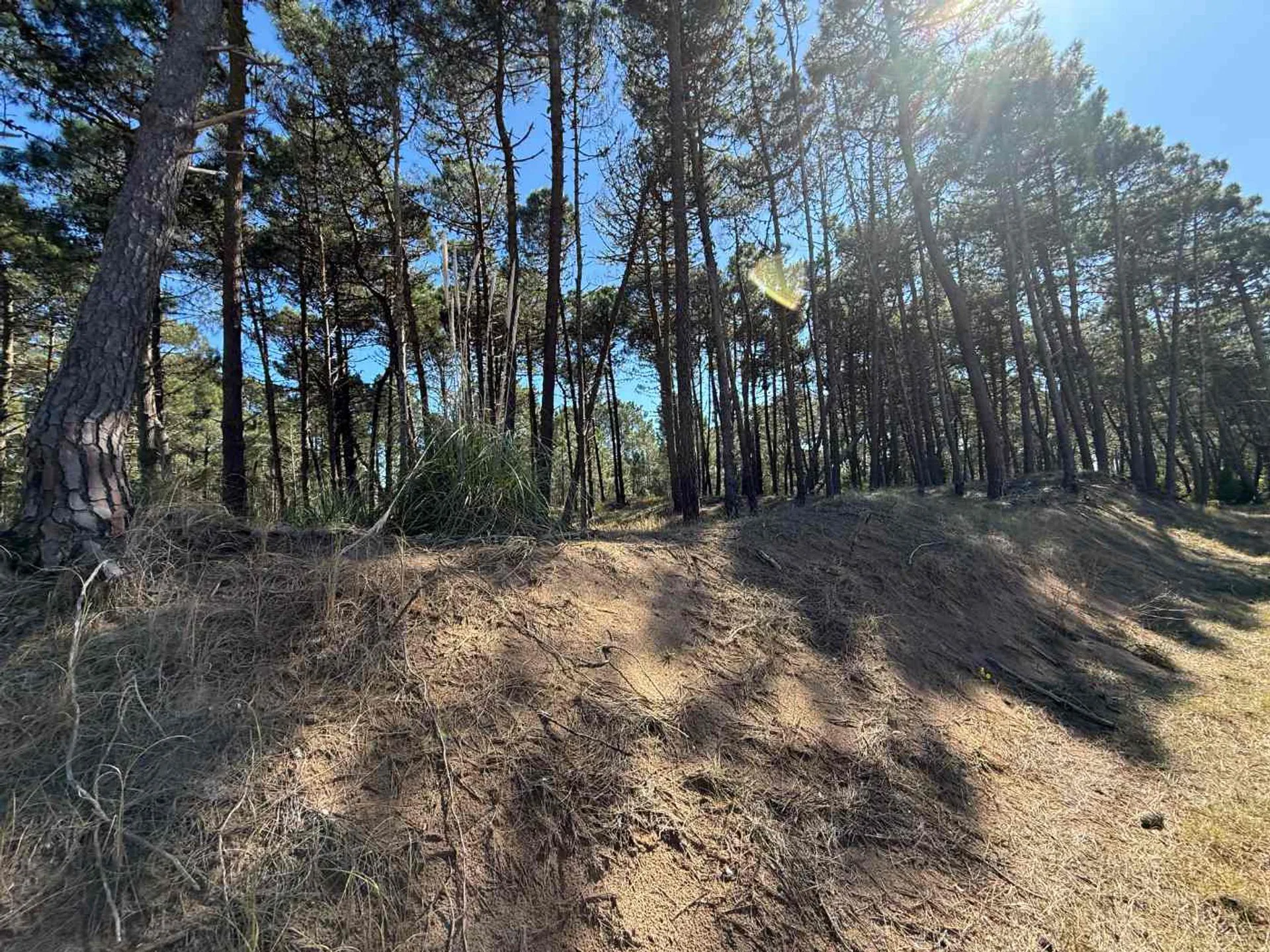 LOTE VENTA BARRIO BOSQUES PINAMAR NORTE foto 4