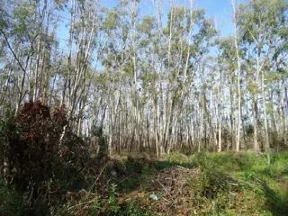 Isla en Venta en Islas, San Fernando, Buenos Aires foto 5