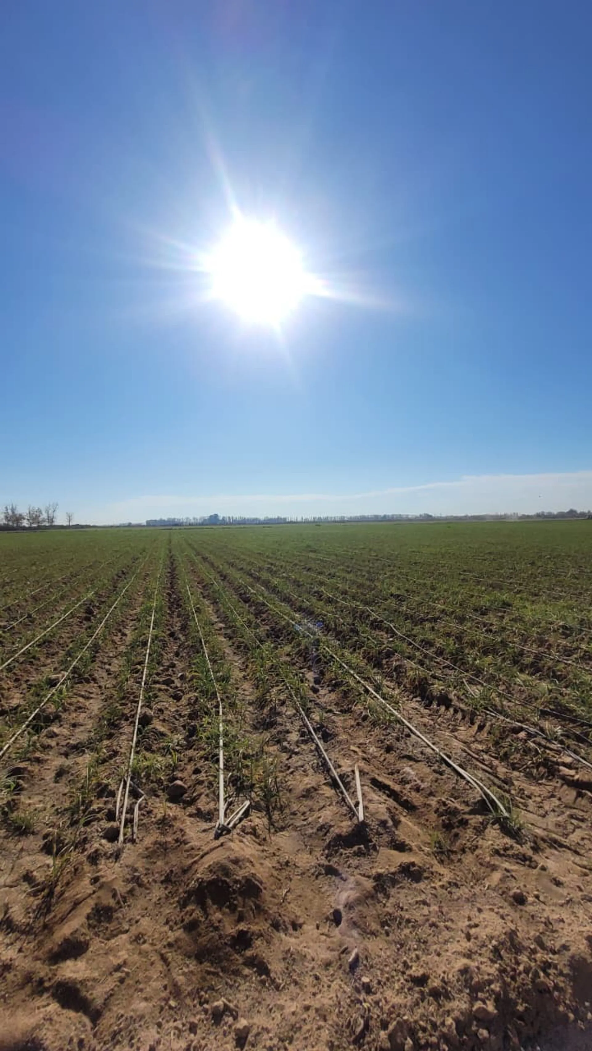 FINCA DE 25 Ha EN PRODUCCIÓN DE AJO foto 4