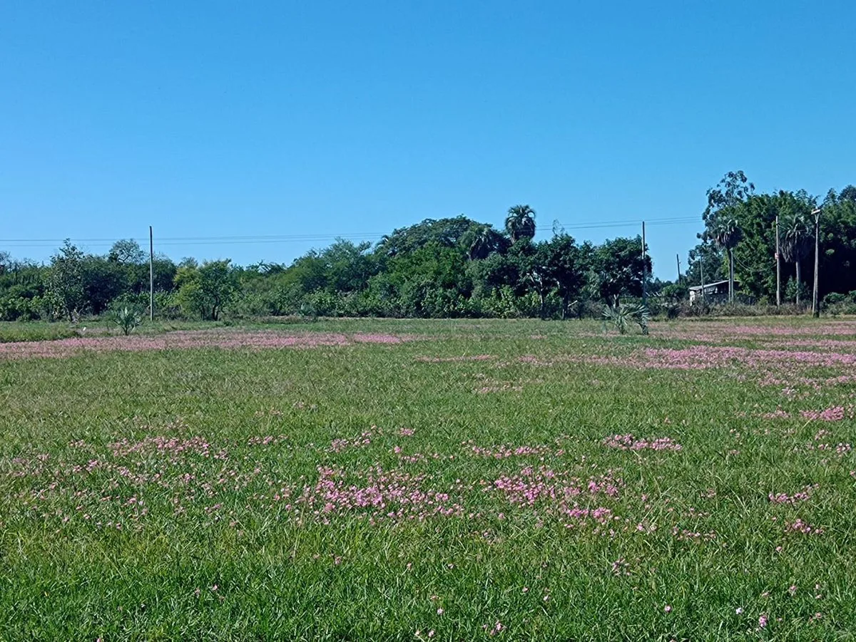LOTES EN VENTA, LOTEO LA ARMONÍA, CAROLINA