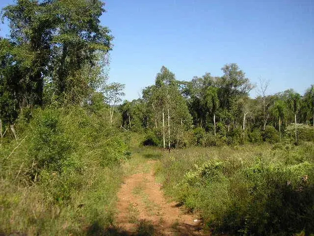 VENDEMOS CAMPO MIXTO