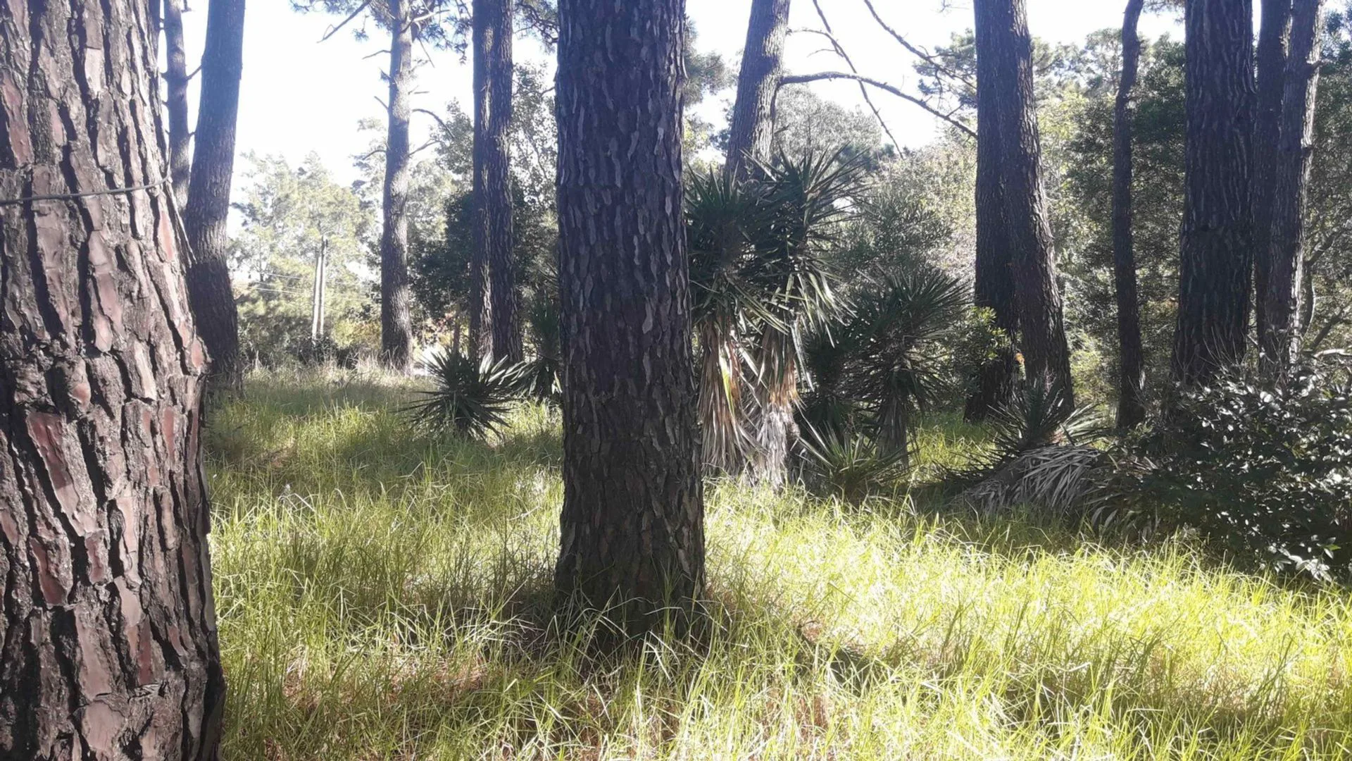 Lote en Venta en Valeria del Mar foto 4