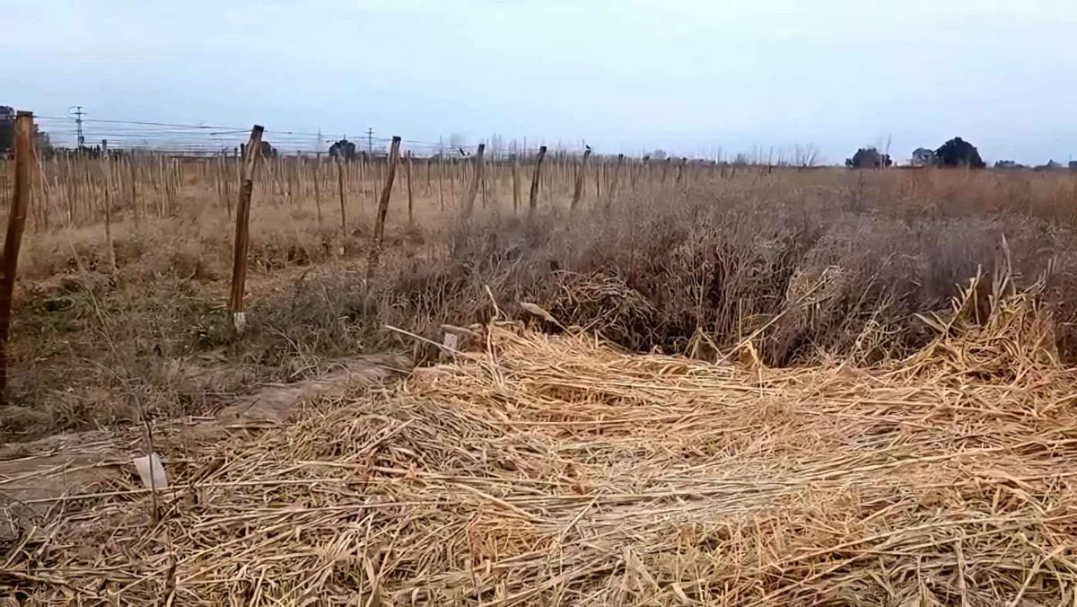 VENTA DE TERRENO SAN MARTIN MZA - IDEAL DESARROLLO foto 5