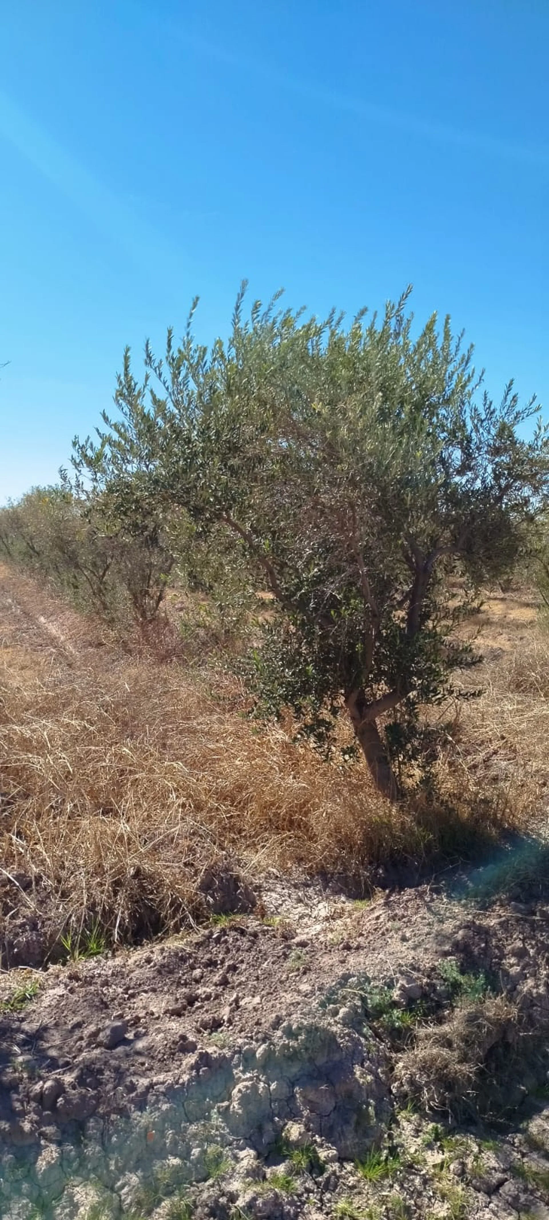 FINCA OLIVICOLA 5,8 HRAS. A LA VENTA EN LAVALLE foto 3