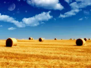 CAMPO 90 HECTAREAS EN EL PARAJE EL BILLAR, CARLOS CASARES foto 2