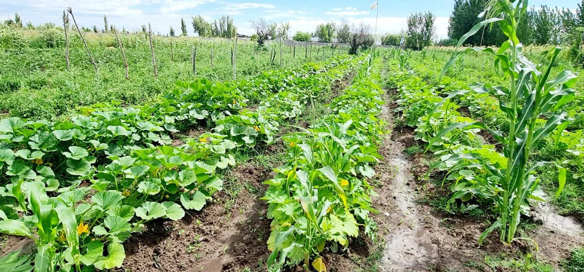 VENTA FINCA 5,8 HECTAREAS CORRALITOS GUAYMALLEN foto 5