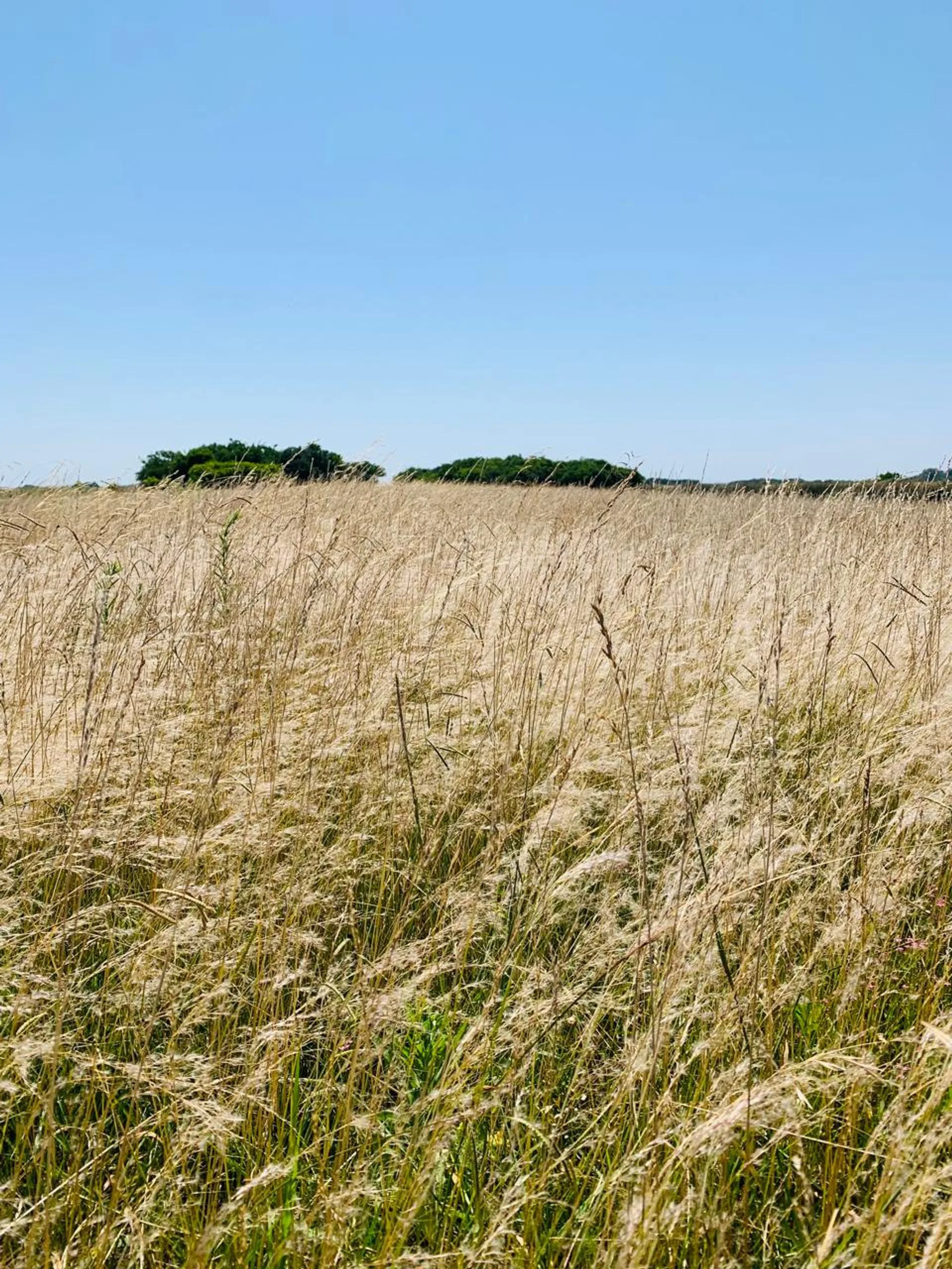 CHACRA CAMPO VENTA MADARIAGA TIO DOMINGO GANADERO