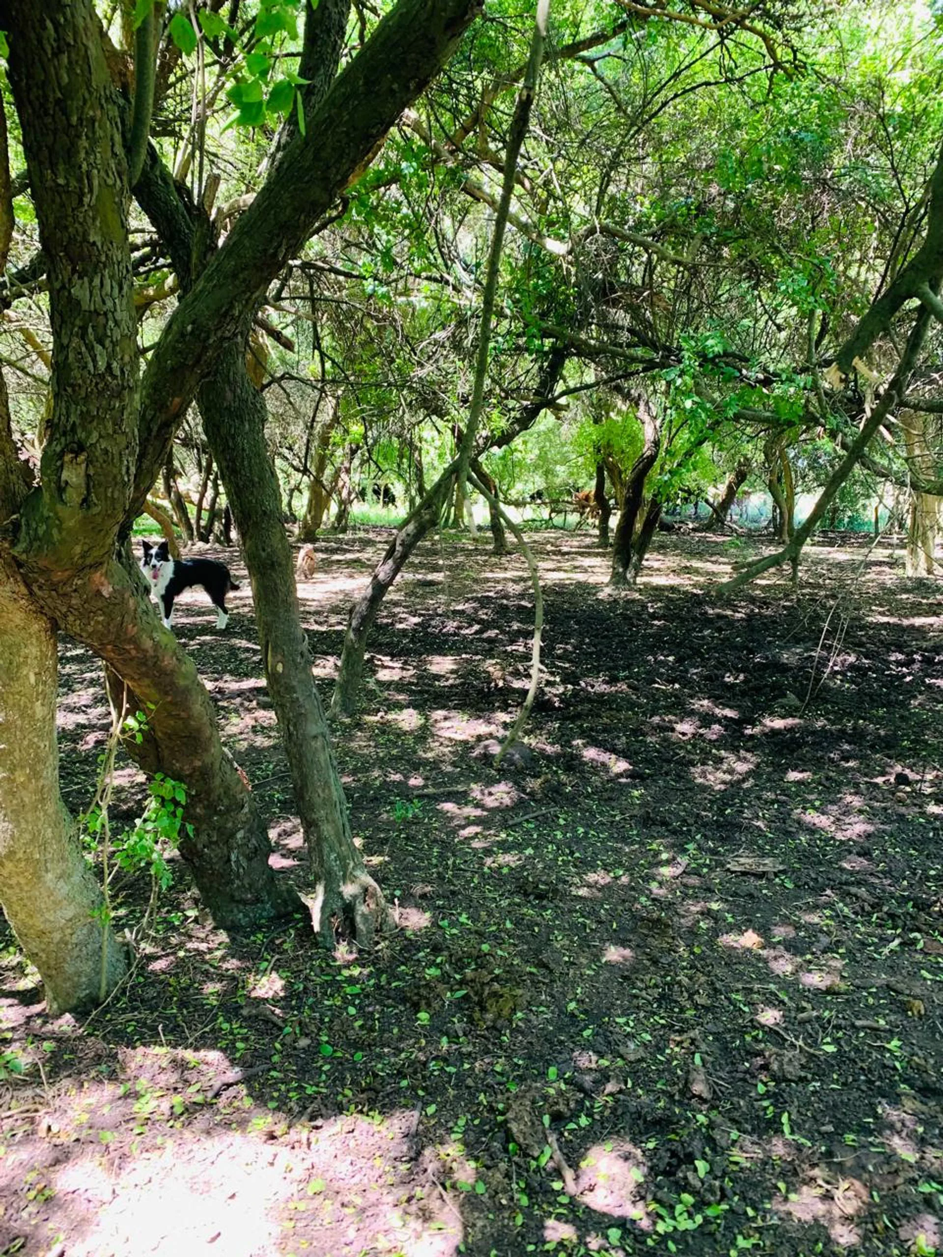 CHACRA CAMPO VENTA MADARIAGA TIO DOMINGO GANADERO foto 5