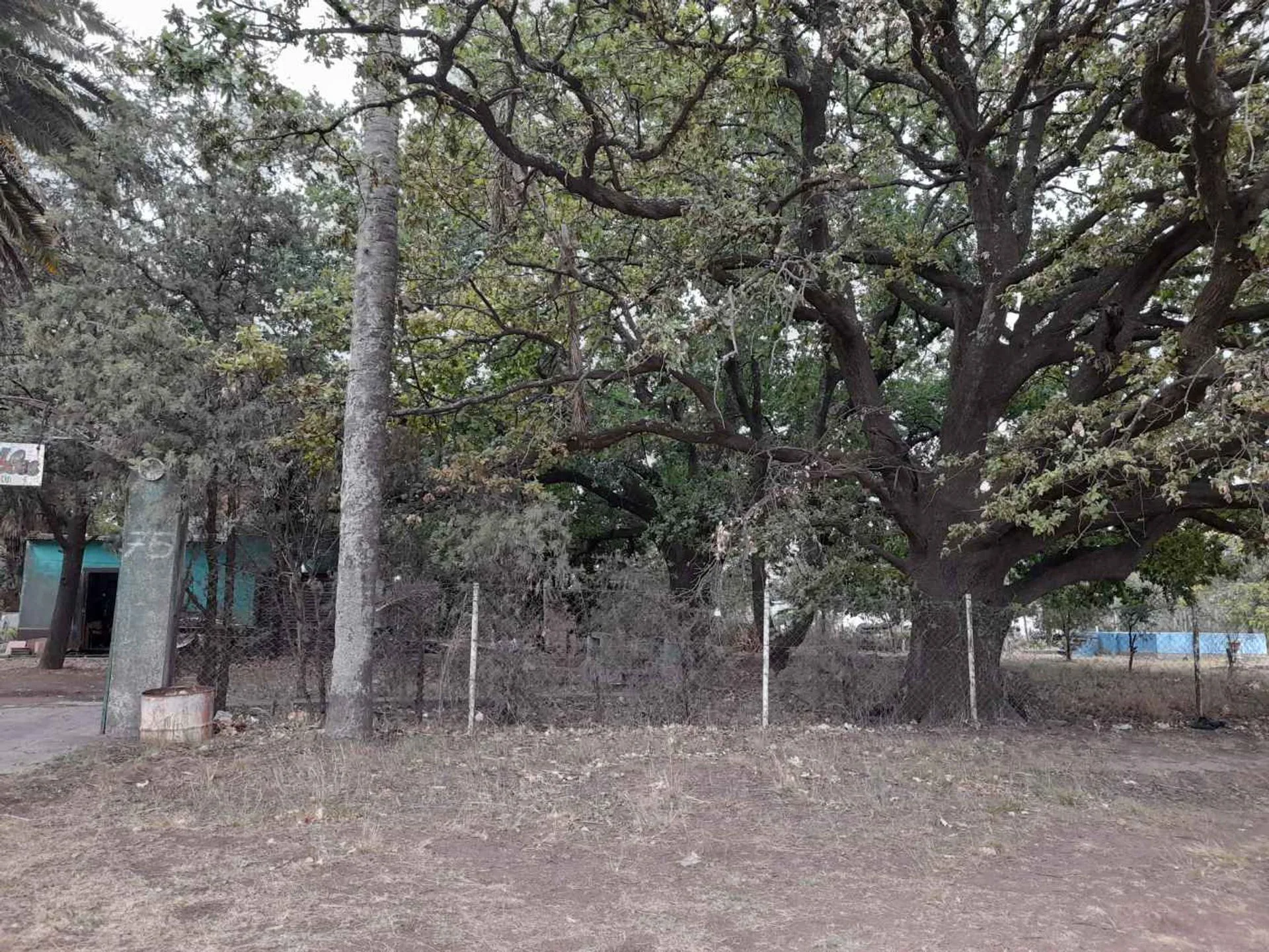 Excelente terreno con añeja forestación foto 4