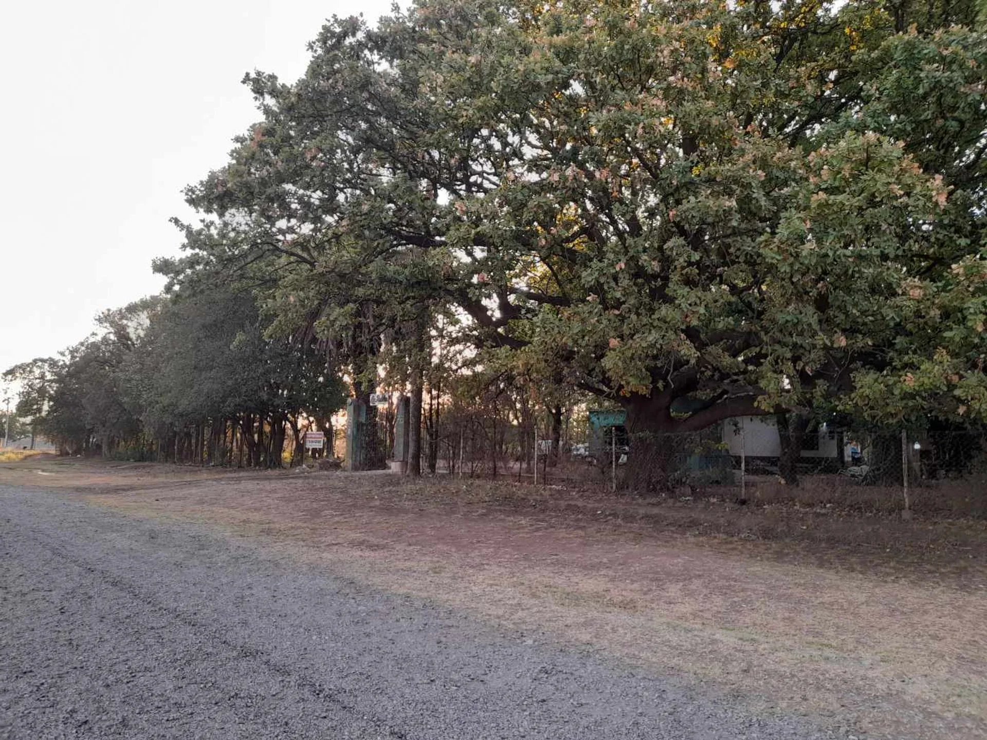 Excelente terreno con añeja forestación foto 5
