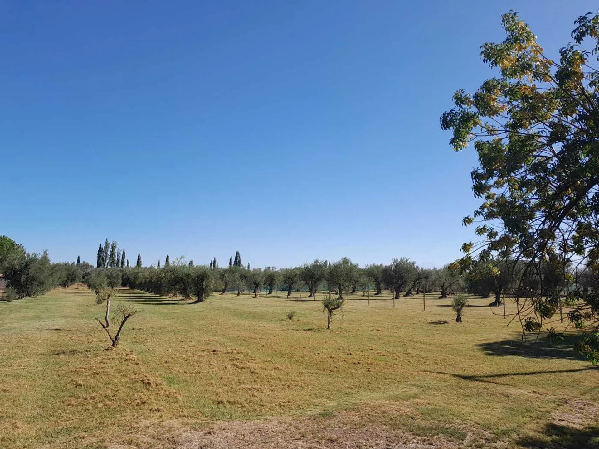 Terreno comercial en vental Bª Olivos de Furlotti foto 3