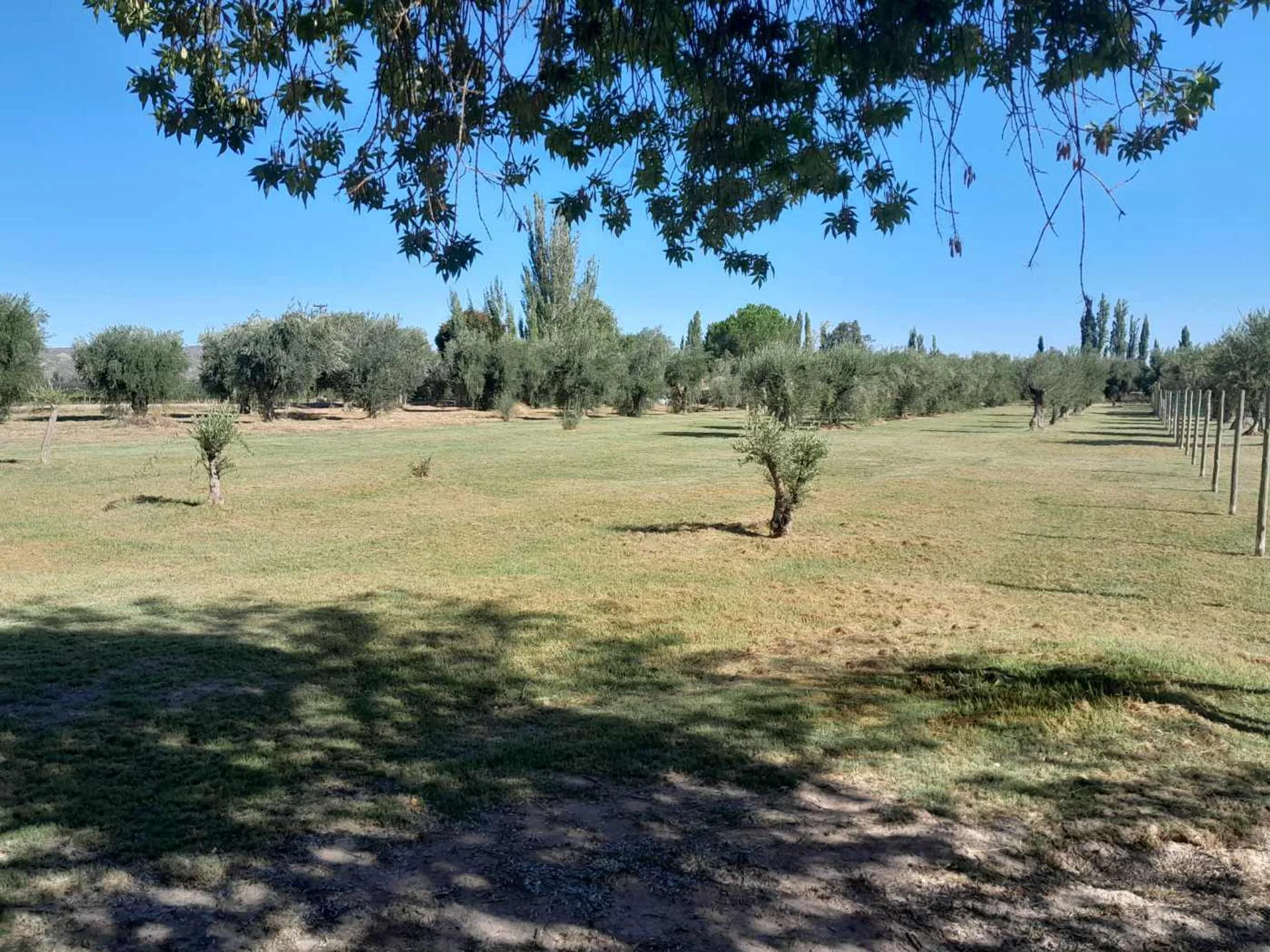 Terreno comercial en vental Bª Olivos de Furlotti foto 5