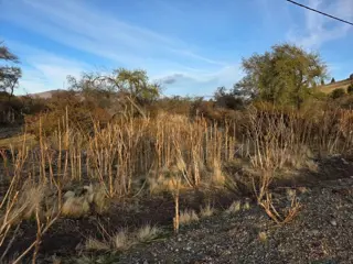 TERRENO EN ENTORNO NATURAL CON ENERGÍA ELÉCTRICA foto 4