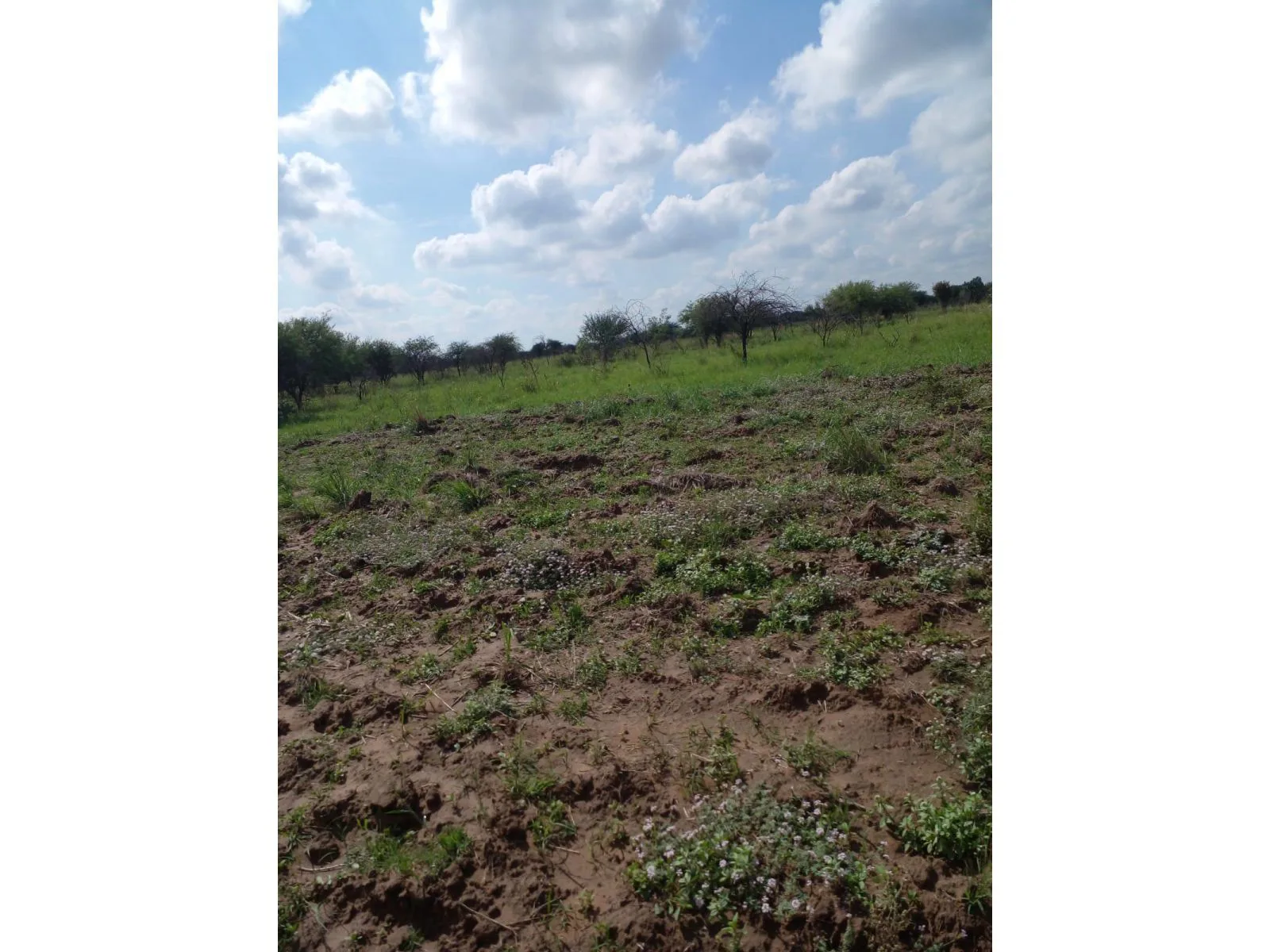 Campo agrícola 11518has, venta. Campo Gallo. Santiago del Estero foto 3