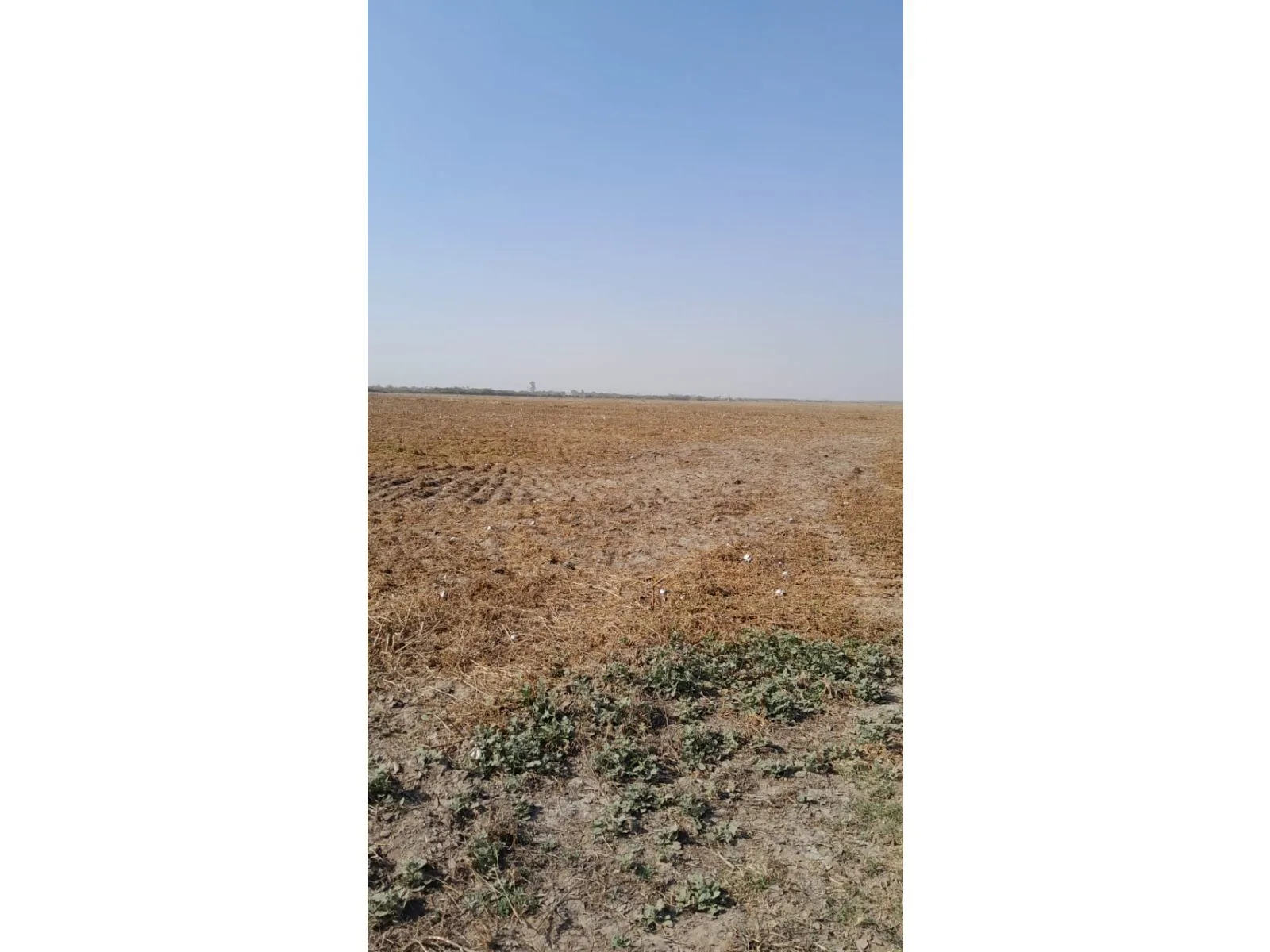 Venta Campo agricola 495has, Sgo del Estero, Clodomira foto 4